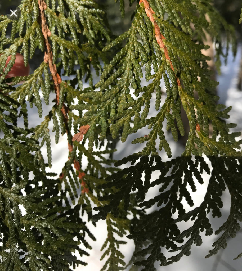 Plant Highlight: Flat Cedar